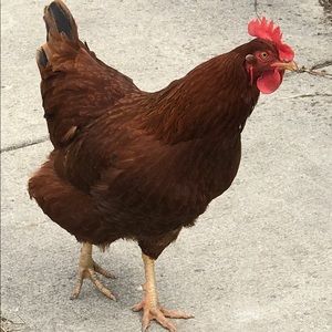 Meet your Posher, Garry